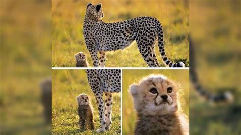 adult cheetah meme.